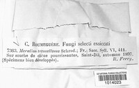 Phlebia tremellosa image